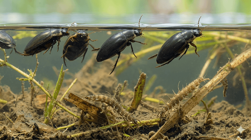 Water Scavenger Beetle